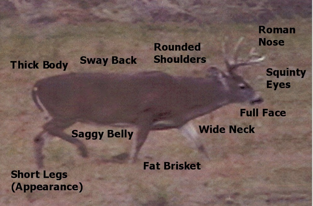 buck body original - Mississippi Sportsman