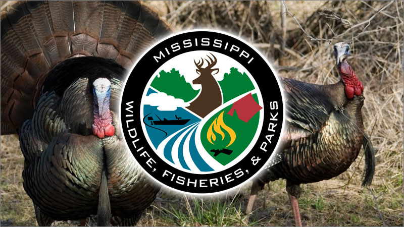 Turkey Generis MDWFP announces record 2026 spring turkey harvest - Mississippi Sportsman